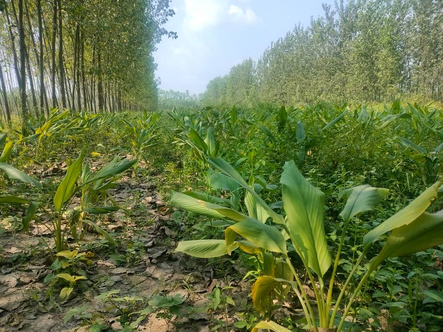 A healthy haldi plant in our field