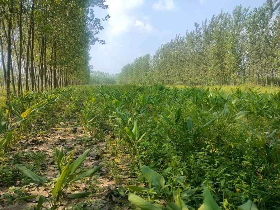 Rows of haldi on our farm near Dehradun
